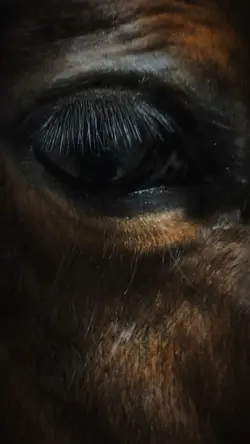 Horse edit l
