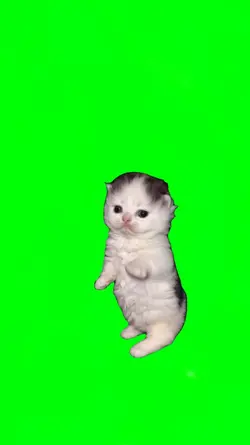 Kittens dancing