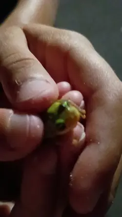 Frog Edit
