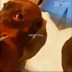 Wiener dog