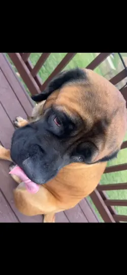 My dog duchess!!!!!!