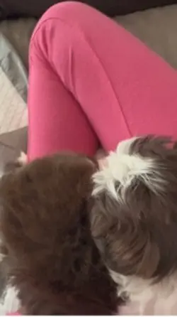 Puppy
