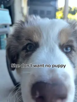 No puppy