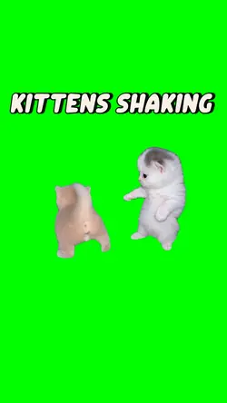 Kittens dancing 