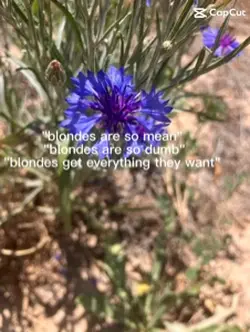 Blondes 