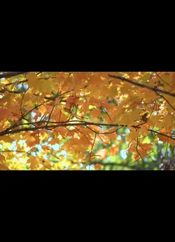leaves