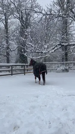 Snowy day⛄️❄️🌨️