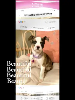 My dog