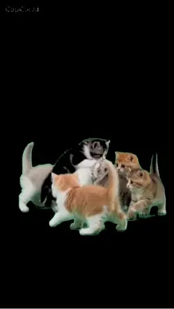 Cute Kittens playing