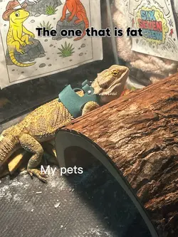 My pets