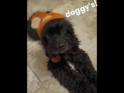 puppy! 
