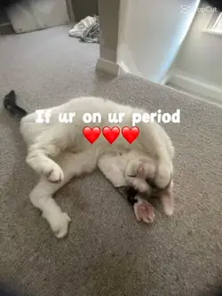 cute cat