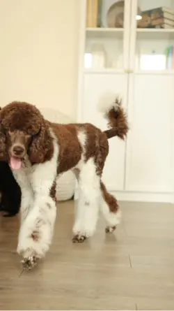 Dog Play Time