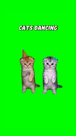 Kittens work work