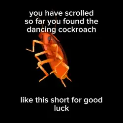 lucky cockroach😼