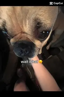 Dis my dog
