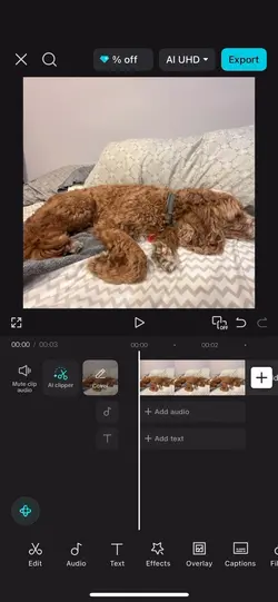 Shake tut