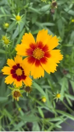 Garden Scrolling