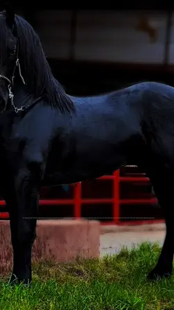 corridos
