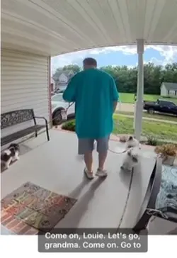 Funny Dogs