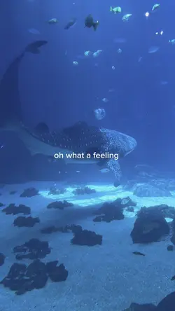 Oh what a feeling 