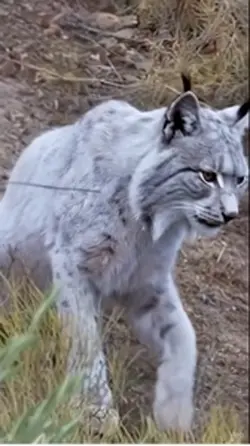 Lince blanco