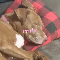 puppy love