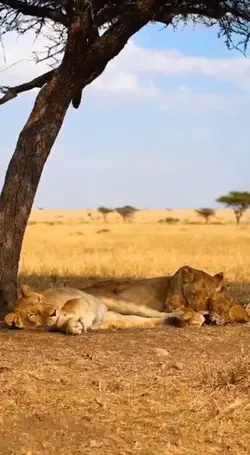 nap time ‖