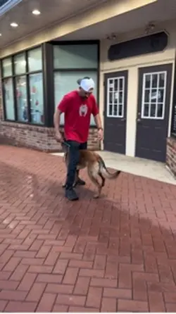 Basic obedience