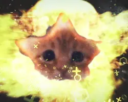 Cat meme funny edit
