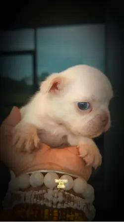 Hermosura