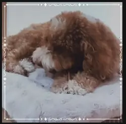 Edit of bldr dog