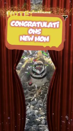 New Mom Congrats