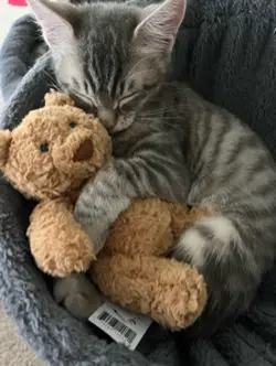 My kitten