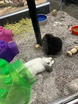 hi