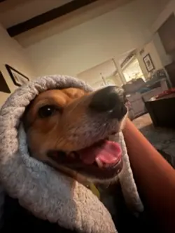 Dogggg