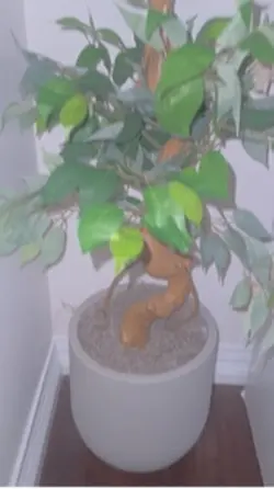 New Plant 🍃