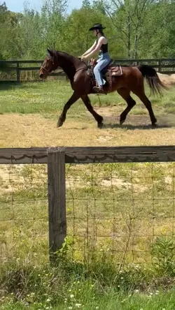 rangos trot >>>