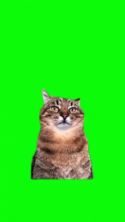 Green Screen Meme 😻