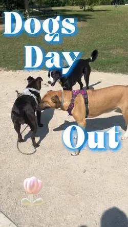 Dogs