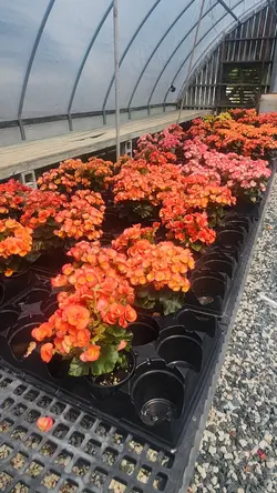 Favorite flower? <: