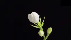 flower trend