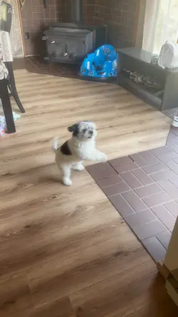 Leo y sus aventuras 