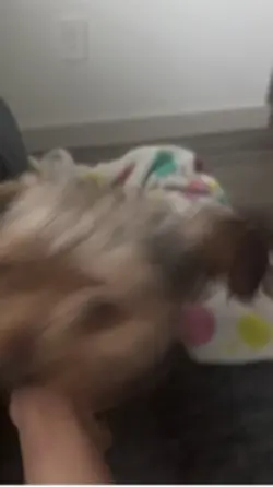 Doggie