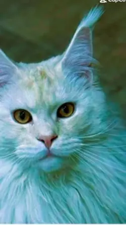 Cats forever 2