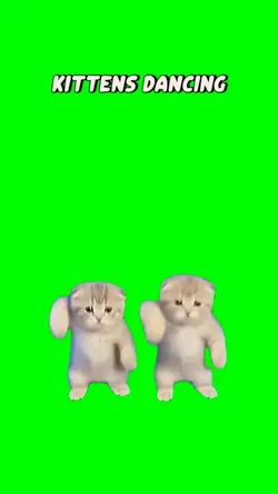 Kittens dancing