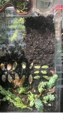 Plant plantings 