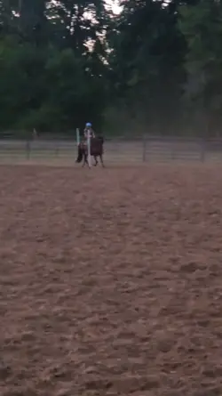 horse