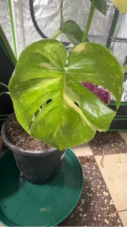 Plant intro