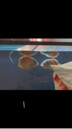 Fishhyyy